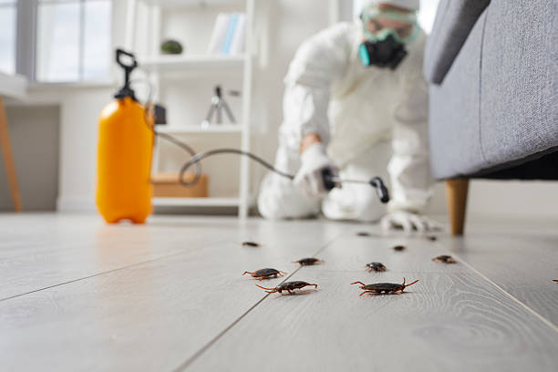 Post-Treatment Bed Bug Interceptor Monitoring in Bangor